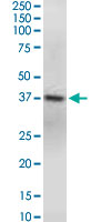 GNAQ Antibody - GNAQ monoclonal antibody (M04), clone 3B9. Western Blot analysis of GNAQ expression in Raw 264.7.