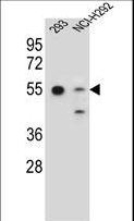 GNAS Antibody - GNAS Antibody western blot of 293,NCI-H292 cell line lysates (35 ug/lane). The GNAS antibody detected the GNAS protein (arrow).