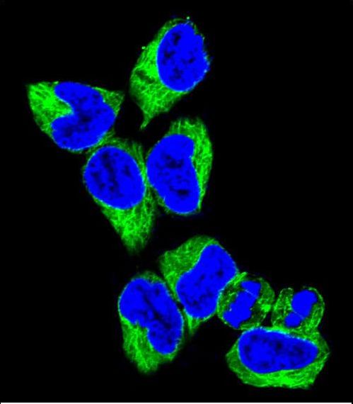 GNAS Antibody - Confocal immunofluorescence of GNAS Antibody with 293 cell followed by Alexa Fluor 488-conjugated goat anti-rabbit lgG (green). DAPI was used to stain the cell nuclear (blue).