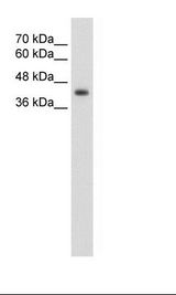 GNAS Antibody - HepG2 Cell Lysate.  This image was taken for the unconjugated form of this product. Other forms have not been tested.