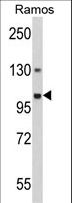 GNAS Antibody - Western blot of GNAS Antibody in Ramos cell line lysates (35 ug/lane). GNAS (arrow) was detected using the purified antibody.