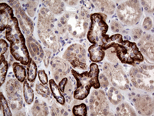 GNAS Antibody - Immunohistochemical staining of paraffin-embedded Human Kidney tissue within the normal limits using anti-GNAS mouse monoclonal antibody. (Heat-induced epitope retrieval by 1mM EDTA in 10mM Tris buffer. (pH8.5) at 120°C for 3 min. (1:2000)