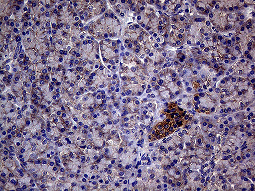 GNAS Antibody - Immunohistochemical staining of paraffin-embedded Human pancreas tissue within the normal limits using anti-GNAS mouse monoclonal antibody. (Heat-induced epitope retrieval by 1mM EDTA in 10mM Tris buffer. (pH8.5) at 120°C for 3 min. (1:500)