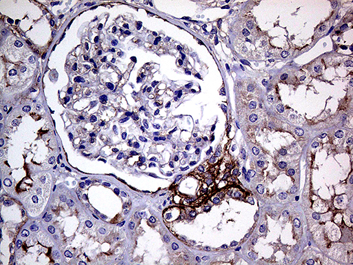 GNAS Antibody - Immunohistochemical staining of paraffin-embedded Human Kidney tissue within the normal limits using anti-GNAS mouse monoclonal antibody. (Heat-induced epitope retrieval by 1mM EDTA in 10mM Tris buffer. (pH8.5) at 120°C for 3 min. (1:500)