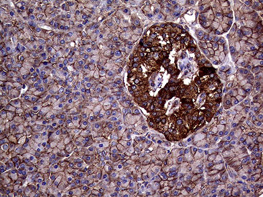 GNAS Antibody - Immunohistochemical staining of paraffin-embedded Human pancreas tissue within the normal limits using anti-GNAS mouse monoclonal antibody. (Heat-induced epitope retrieval by 1mM EDTA in 10mM Tris buffer. (pH8.5) at 120°C for 3 min. (1:500)