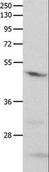 GNAS Antibody - Western blot analysis of Mouse brain tissue, using GNAS Polyclonal Antibody at dilution of 1:500.