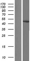 GNAS Protein - Western validation with an anti-DDK antibody * L: Control HEK293 lysate R: Over-expression lysate