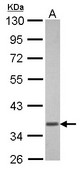 GNAT1 Antibody - Sample (30 ug of whole cell lysate) A: U87-MG 10% SDS PAGE GNAT1 antibody diluted at 1:3000
