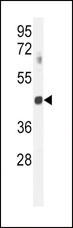 GNAT2 Antibody - GNAT2 Antibody western blot of mouse spleen tissue lysates (35 ug/lane). The GNAT2 antibody detected the GNAT2 protein (arrow).