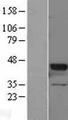 GNAT2 Protein - Western validation with an anti-DDK antibody * L: Control HEK293 lysate R: Over-expression lysate