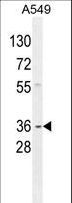 GNAT3 / Gustducin Antibody - GNAT3 Antibody western blot of A549 cell line lysates (35 ug/lane). The GNAT3 antibody detected the GNAT3 protein (arrow).