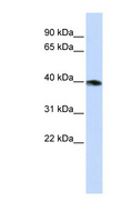 GNAZ Antibody - GNAZ antibody Western blot of HepG2 cell lysate. This image was taken for the unconjugated form of this product. Other forms have not been tested.
