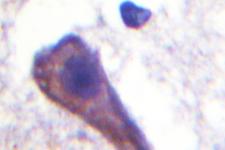 GNAZ Antibody - IHC of Gz- (A12) pAb in paraffin-embedded human brain tissue.