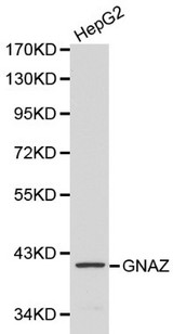 GNAZ Antibody - Western blot of GNAZ pAb in extracts from HepG2 cells.