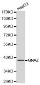 GNAZ Antibody - Western blot analysis of HepG2 cell lysate.