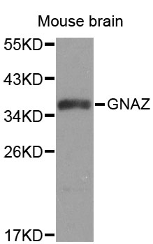 GNAZ Antibody - Western blot analysis of extracts of mouse brain, using GNAZ antibody. The secondary antibody used was an HRP Goat Anti-Rabbit IgG (H+L) at 1:10000 dilution. Lysates were loaded 25ug per lane and 3% nonfat dry milk in TBST was used for blocking.