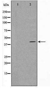 GNAZ Antibody - Western blot of COS7 cell lysate using Gz-alpha Antibody