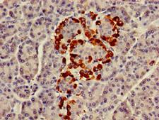 GNAZ Antibody - Immunohistochemistry of paraffin-embedded human pancreatic tissue using GNAZ Antibody at dilution of 1:100