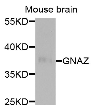 GNAZ Antibody - Western blot analysis of extracts of mouse brain, using GNAZ antibody at 1:500 dilution. The secondary antibody used was an HRP Goat Anti-Rabbit IgG (H+L) at 1:10000 dilution. Lysates were loaded 25ug per lane and 3% nonfat dry milk in TBST was used for blocking. An ECL Kit was used for detection and the exposure time was 90s.