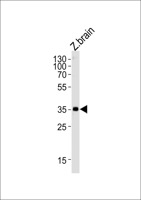 GNB1 Antibody - DANRE gnb1 Antibody western blot of zebra fish brain tissue lysates (35 ug/lane). The DANRE gnb1 antibody detected the DANRE gnb1 protein (arrow).