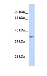 GNB1 Antibody - Fetal brain lysate. Antibody concentration: 1.0 ug/ml. Gel concentration: 12%.  This image was taken for the unconjugated form of this product. Other forms have not been tested.