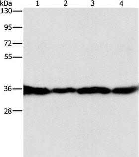 GNB1 Antibody - Western blot analysis of HepG2, A549, 293T and 231 cell, using GNB1 Polyclonal Antibody at dilution of 1:400.