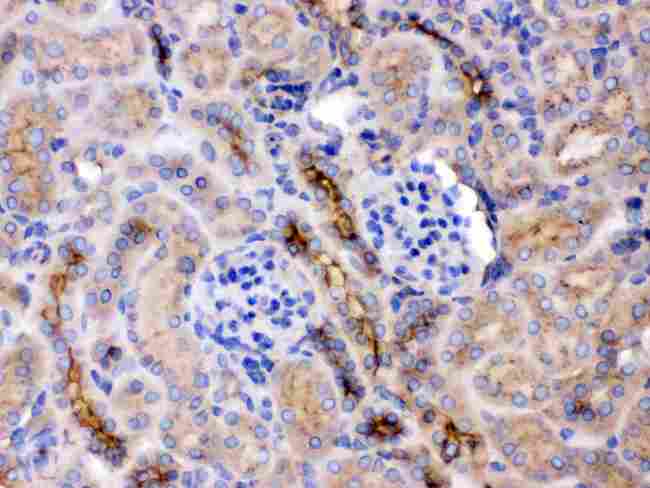 GNB1 Antibody - IHC analysis of GNB1 using anti-GNB1 antibody. GNB1 was detected in paraffin-embedded section of mouse kidney tissue. Heat mediated antigen retrieval was performed in citrate buffer (pH6, epitope retrieval solution) for 20 mins. The tissue section was blocked with 10% goat serum. The tissue section was then incubated with 1µg/ml rabbit anti-GNB1 Antibody overnight at 4°C. Biotinylated goat anti-rabbit IgG was used as secondary antibody and incubated for 30 minutes at 37°C. The tissue section was developed using Strepavidin-Biotin-Complex (SABC) with DAB as the chromogen.