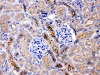 GNB1 Antibody - IHC testing of FFPE mouse kidney with GNB1 antibody at 1ug/ml. HIER: steam section in pH6 citrate buffer for 20 min.