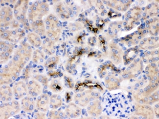 GNB1 Antibody - IHC testing of FFPE rat kidney with GNB1 antibody at 1ug/ml. HIER: steam section in pH6 citrate buffer for 20 min.