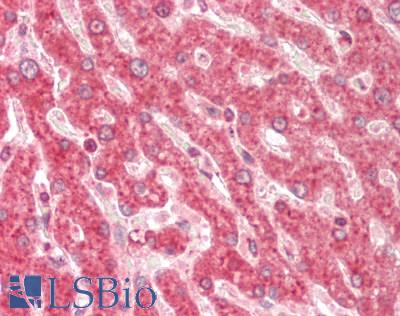 GNB1 Antibody - Human Liver: Formalin-Fixed, Paraffin-Embedded (FFPE).  This image was taken for the unconjugated form of this product. Other forms have not been tested.