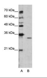 GNB1L / FKSG1 Antibody - A: Marker, B: Jurkat Cell Lysate.  This image was taken for the unconjugated form of this product. Other forms have not been tested.