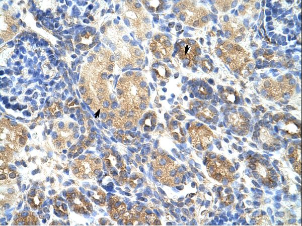 GNB1L / FKSG1 Antibody - GNB1L antibody ARP41328_T100-NP_443730-GNB1L (guanine nucleotide binding protein (G protein), beta polypeptide 1-like) Antibody was used in IHC to stain formalin-fixed, paraffin-embedded human kidney.  This image was taken for the unconjugated form of this product. Other forms have not been tested.