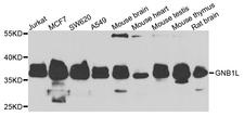 GNB1L / FKSG1 Antibody - Western blot analysis of extracts of various cells.