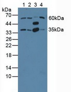 GNB2 Antibody - Western Blot; Sample: Lane1: Human Hela Cells; Lane2: Human Jurkat Cells; Lane3: Porcine Brain Tissue; Lane4: Porcine Liver Tissue.