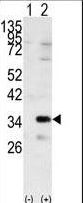 GNB2L1 / RACK1 Antibody - Western blot of GNB2L1 (arrow) using GNB2L1 Antibody. 293 cell lysates (2 ug/lane) either nontransfected (Lane 1) or transiently transfected with the GNB2L1 gene (Lane 2) (Origene Technologies).