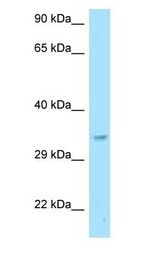 GNB2L1 / RACK1 Antibody - GNB2L1 / RACK1 antibody Western Blot of Mouse Liver.  This image was taken for the unconjugated form of this product. Other forms have not been tested.