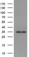 GNB2L1 / RACK1 Antibody - HEK293T cells were transfected with the pCMV6-ENTRY control (Left lane) or pCMV6-ENTRY GNB2L1 (Right lane) cDNA for 48 hrs and lysed. Equivalent amounts of cell lysates (5 ug per lane) were separated by SDS-PAGE and immunoblotted with anti-GNB2L1.