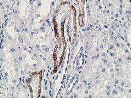 GNB2L1 / RACK1 Antibody - IHC of paraffin-embedded Human Kidney tissue using anti-GNB2L1 mouse monoclonal antibody. (Heat-induced epitope retrieval by 10mM citric buffer, pH6.0, 100C for 10min).