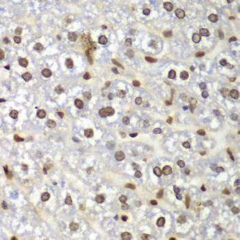 GNB2L1 / RACK1 Antibody - Immunohistochemistry of paraffin-embedded mouse liver tissue.
