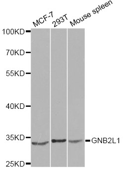 GNB2L1 / RACK1 Antibody - Western blot analysis of extracts of various cell lines, using GNB2L1 antibody at 1:1000 dilution. The secondary antibody used was an HRP Goat Anti-Rabbit IgG (H+L) at 1:10000 dilution. Lysates were loaded 25ug per lane and 3% nonfat dry milk in TBST was used for blocking.