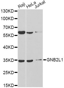 GNB2L1 / RACK1 Antibody - Western blot analysis of extracts of various cell lines, using GNB2L1 antibody at 1:1000 dilution. The secondary antibody used was an HRP Goat Anti-Rabbit IgG (H+L) at 1:10000 dilution. Lysates were loaded 25ug per lane and 3% nonfat dry milk in TBST was used for blocking.