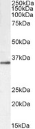 GNB3 + GNB4 Antibody - GNB3 + GNB4 biotinylated antibody (0.1µg/ml) staining of HepG2 lysate (35µg protein in RIPA buffer). Primary incubation was 1 hour. Detected by chemiluminescence, using streptavidin-HRP and using NAP blocker as a substitute for skimmed milk.