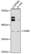 GNB4 Antibody - Western blot analysis of extracts of various cell lines, using GNB4 antibody at 1:3000 dilution. The secondary antibody used was an HRP Goat Anti-Rabbit IgG (H+L) at 1:10000 dilution. Lysates were loaded 25ug per lane and 3% nonfat dry milk in TBST was used for blocking. An ECL Kit was used for detection and the exposure time was 90s.