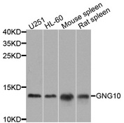 GNG10 Antibody - Western blot analysis of extracts of various cells.