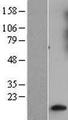 GNG10 Protein - Western validation with an anti-DDK antibody * L: Control HEK293 lysate R: Over-expression lysate