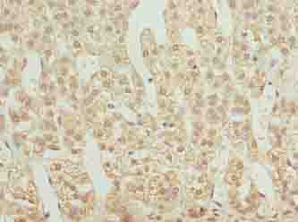 GNG11 Antibody - Immunohistochemistry of paraffin-embedded human adrenal gland tissue using antibody at dilution of 1:100.