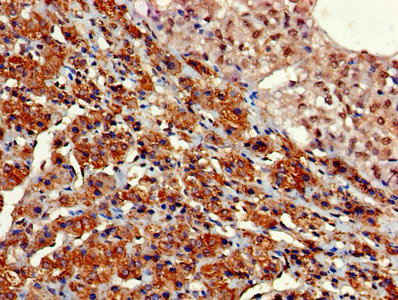 GNG11 Antibody - Immunohistochemistry of paraffin-embedded human adrenal gland tissue using GNG11 Antibody at dilution of 1:100