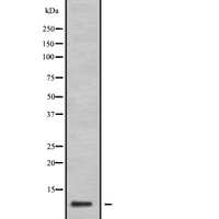 GNG11 Antibody - Western blot analysis of GNG11 expression in 293T lysate. The lane on the left is treated with the antigen-specific peptide.
