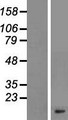 GNG11 Protein - Western validation with an anti-DDK antibody * L: Control HEK293 lysate R: Over-expression lysate