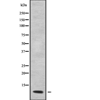 GNG12 Antibody - Western blot analysis GNG12 using COS7 whole cells lysates